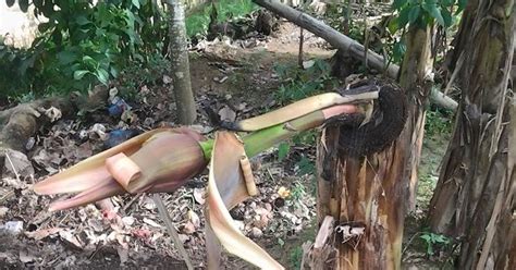 Maybe you would like to learn more about one of these? Ajaib, Pohon Pisang di Tulang Bawang Berbuah 2 Kali ...