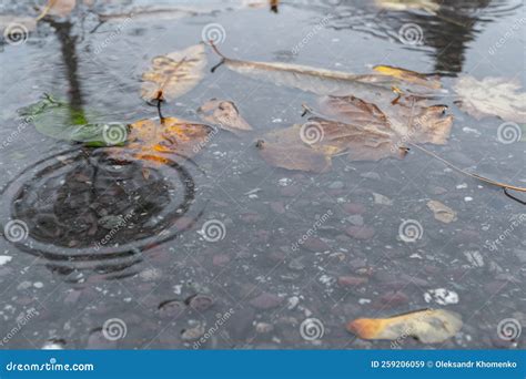 Autumn Foliage In An October Puddle With Stains From Raindrops Stock