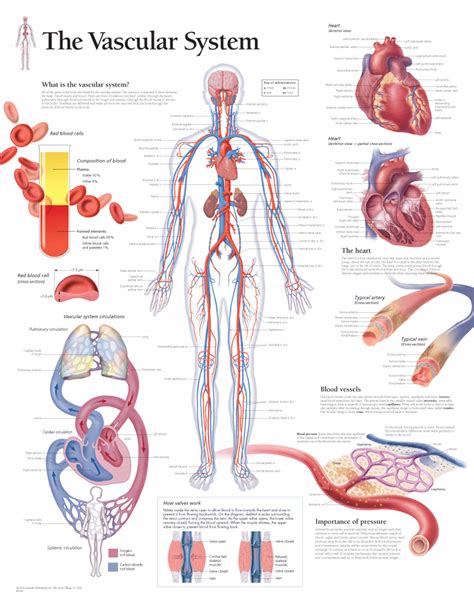 Vascular System 1600 Anatomical Parts And Charts