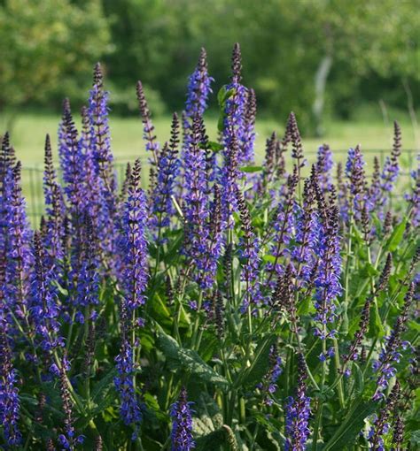 A Compact Bushy Plant With Striking Spikes Of Violet Purple Flowers