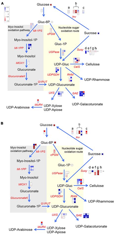 In addition, the structural proteins of the cell wall and of enzymes may be affected, while the cytoskeleton, with its component proteins myosin and tubulin, may be a target for. Frontiers | The Mode of Sucrose Degradation in Potato ...