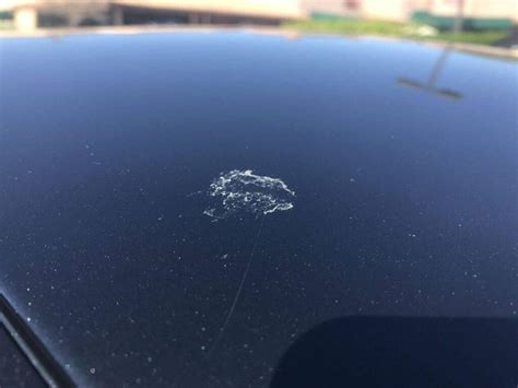 How To Remove Bird Droppings From Car Paintwork Bird Walls