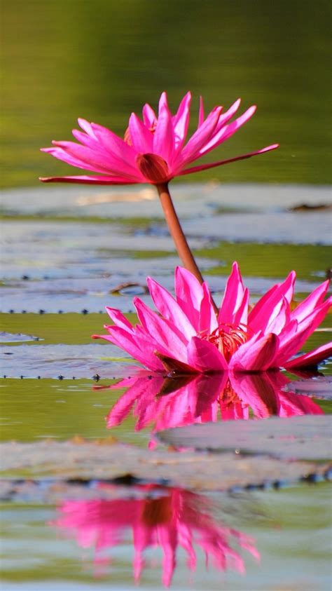 Pink Water Lily Flowers Pond Leaves 750x1334 Iphone 8766s