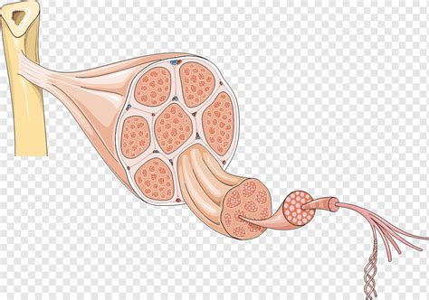 Smooth Muscle Tissue Myocyte Cell Human Body Muscles Anatomy Human