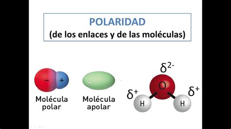 Polaridad De Las Moléculas Y De Los Enlaces Youtube