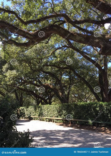 Large Oak Trees In New Orleans Stock Image Image Of Place Front