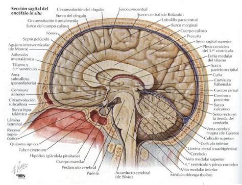 Cerebro Netter Greys Anatomy Cast Wallpaper Brain Anatomy Anatomy