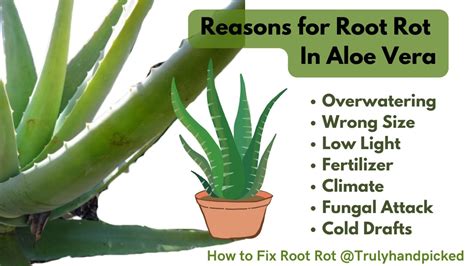 How I Fixed Root Rot In My Aloe Vera 7 Reasons PlantCare365
