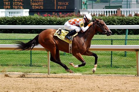 Horseracing Churchill Downs Dostih Wikipedie Thoroughbred Racehorse