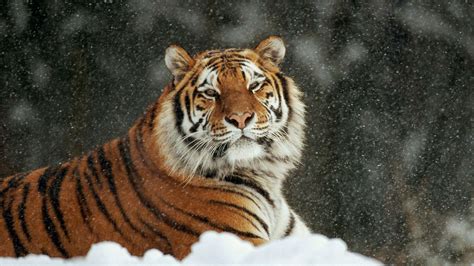 Tiger Is Sitting On Snow In Snow Falling Background Hd Tiger Wallpapers