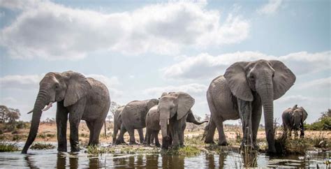 8 Reasons To Take Kenya Safari Holidays With Kids African Safari