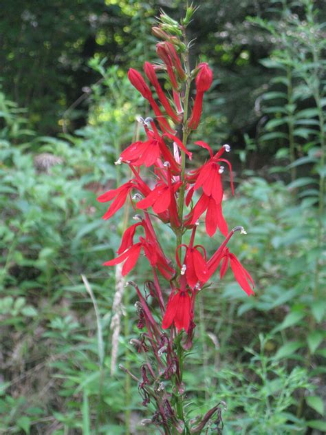 Maybe you would like to learn more about one of these? Pin on Wetland Herbaceous