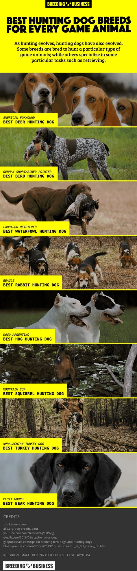 Lista De Las Mejores Razas De Perros De Caza Para Cada Animal De Caza