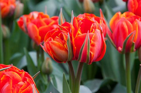Red Tulip Flowers Free Stock Photo Public Domain Pictures