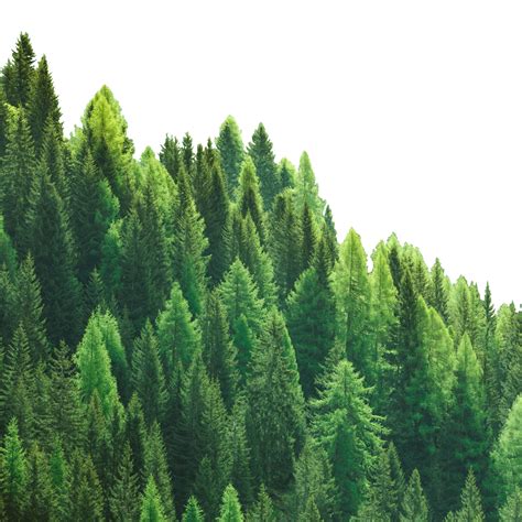 Forest Background Png