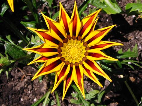Star Flower Free Photo Download Freeimages