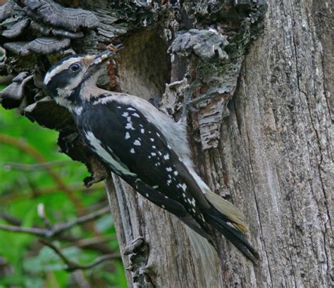 Hairy Woodpecker Female At Nest With Food Woodpeckers Birds Bob