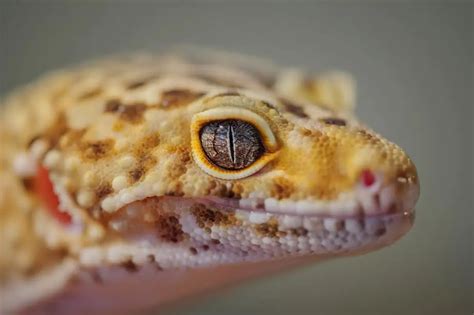 Do Leopard Geckos Sleep With Their Eyes Open And Why