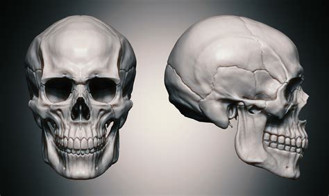 Image Result For Male Skull Skull Face Reference Image