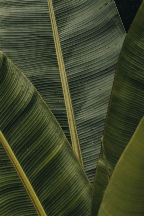 Banana Leaves Photography Photography Design Visual