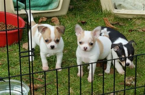 A national symbol of mexico, these alert and amusing purse dogs stand among the oldest breeds of the americas, with a lineage going back to. Chihuahua puppy dog for sale in Waldport, Oregon