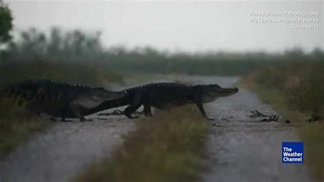Alligators Cross The Road At Nature Reserve