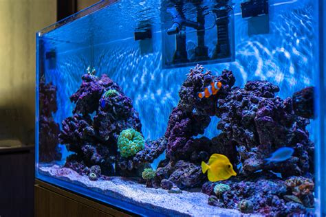 Best Saltwater Aquarium Fish A Comprehensive Guide For Beginners