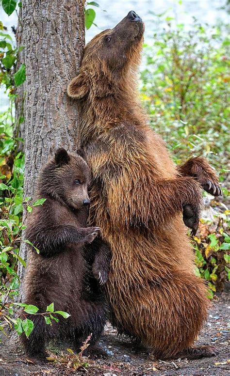 Grizzly Bear Mom Showing Her Cub How To Rub Up Against A Tree Trunk