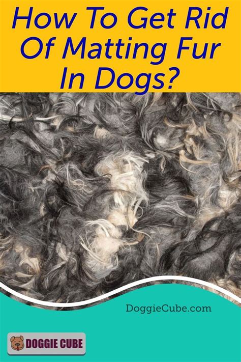 How To Get Rid Of Matting Fur In Dogs Doggie Cube Matted Dog Hair