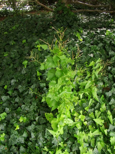 The mustard tree is labeled salvadora perisica in scientific communities. Garlic Mustard (Alliaria petiolata) - The HUDSON RIVER ...