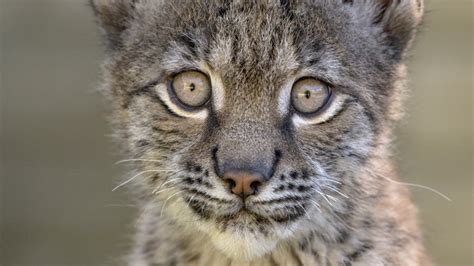 Petition · Shut Down Borth Zoo Home Of Lillith The Lynx Rip ·