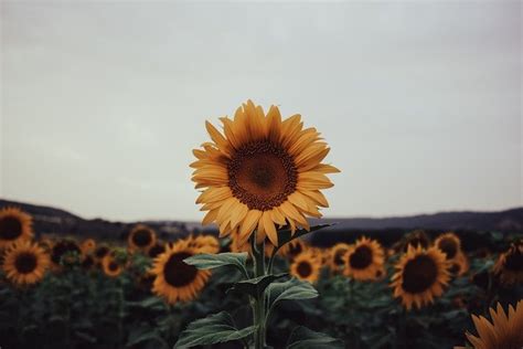 8 Best Sunflower Photoshoot Ideas To Try This Season