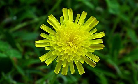 Bunga Kuning Musim Semi Padang Foto Gratis Di Pixabay Pixabay
