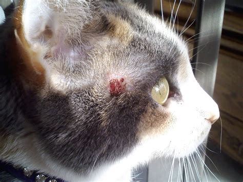 I Have An Indoor Cat Who Recently Developed A Bald Patch Above Her Eye