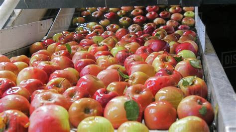Close Up Of Freshly Picked Red Fiji Apples Being Washed And Traveling