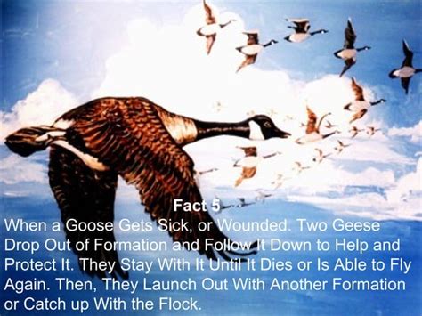 leadership lessons from geese ppt