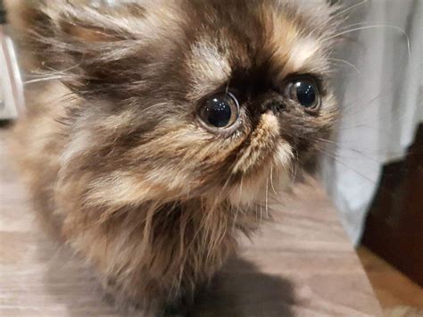 Beautiful Pure Pedigree Persian Cat In Epsom Surrey Gumtree