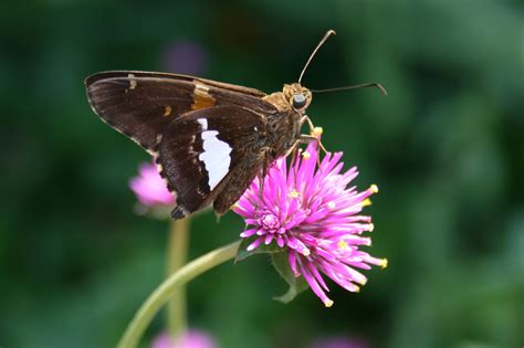 Silver-spotted Skipper Butterfly: Identification, Facts, & Pictures