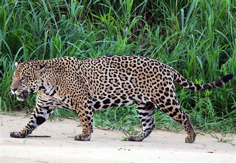 Jaguar Wikipedia
