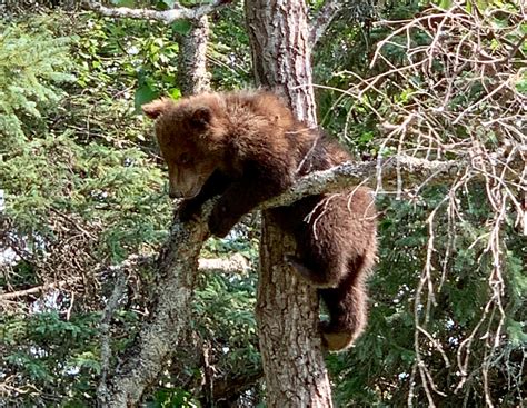 Coastal Brown Bears - Brooks Falls - ALASKA - For the Love of Bears and ...
