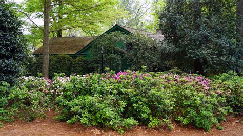 The Mysterious Cottage Hidden In The Trees At Amen Corner Bvm Sports