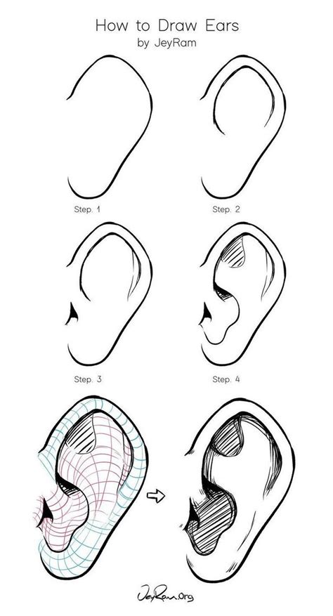 How To Draw Ears Learn How To Draw Ears Using This Step By Step Process