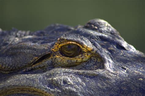 Alligator Eye Alligator Close Up At The State Fair Scott 97006 Flickr
