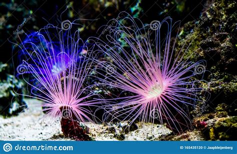 Two Flower Tube Sea Anemones Shining Bright Pink Neon Light Underwater