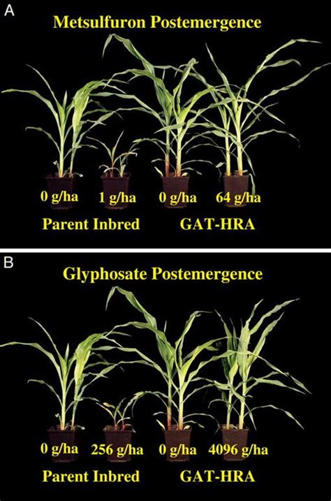 Review Of Glyphosate And Als Inhibiting Herbicide Crop Resistance And