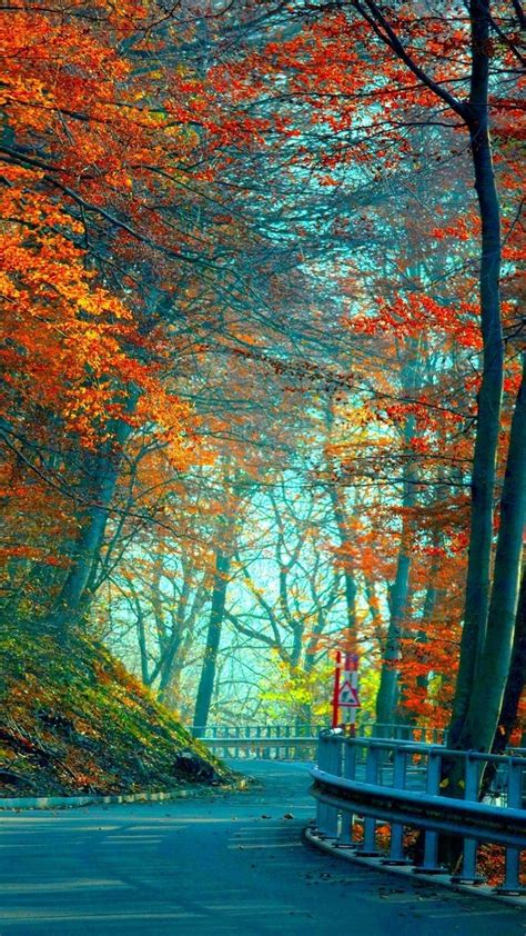 Fall Forest Wallpaper 74 Pictures