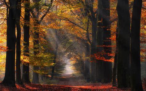 Sun Rays Forest Path Leaves Landscape Fall Nature Morning Mist Trees Grass