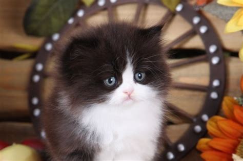 Penyakit berkaitan jerebu di malaysia merunsingkan ! Penyakit Kucing Yang Boleh Membunuh Manusia! | Artikel ...