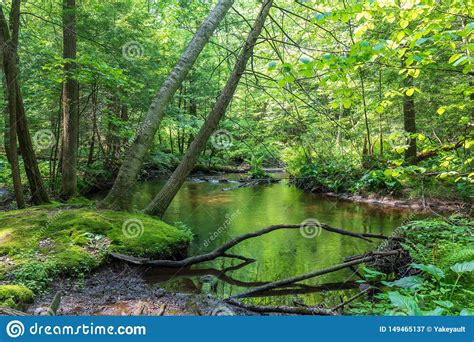 Stream Flowing Through A Lush Green Forest Stock Image Image Of
