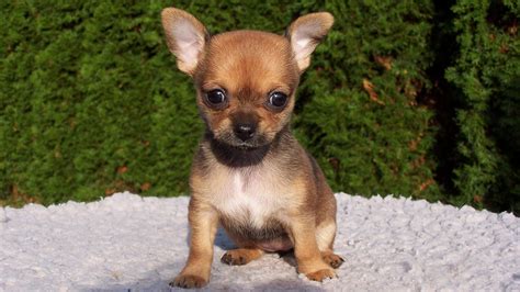 Cute Chihuahua Wallpapers 59 Images